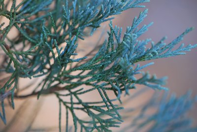 Juniperus scopulorum -jalovec skalní - větévka